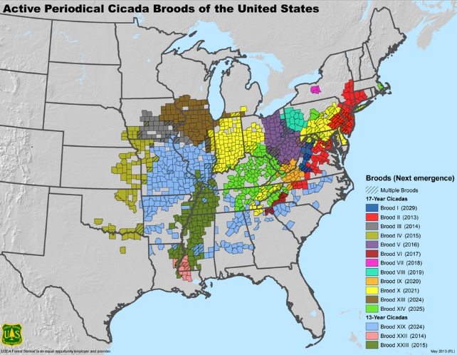 Cicada 2024 Map